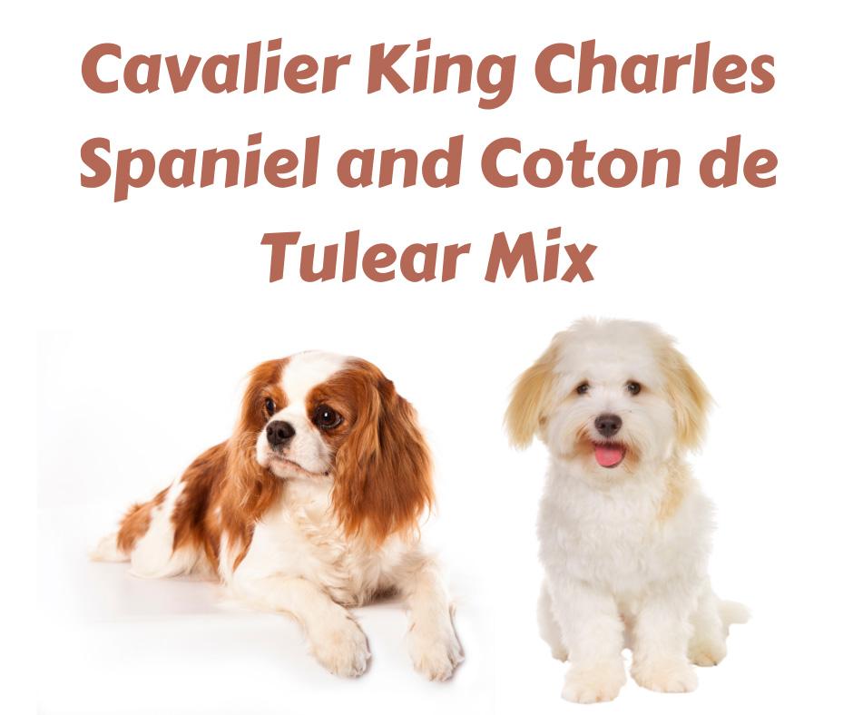 Cavaton Mixed Breed