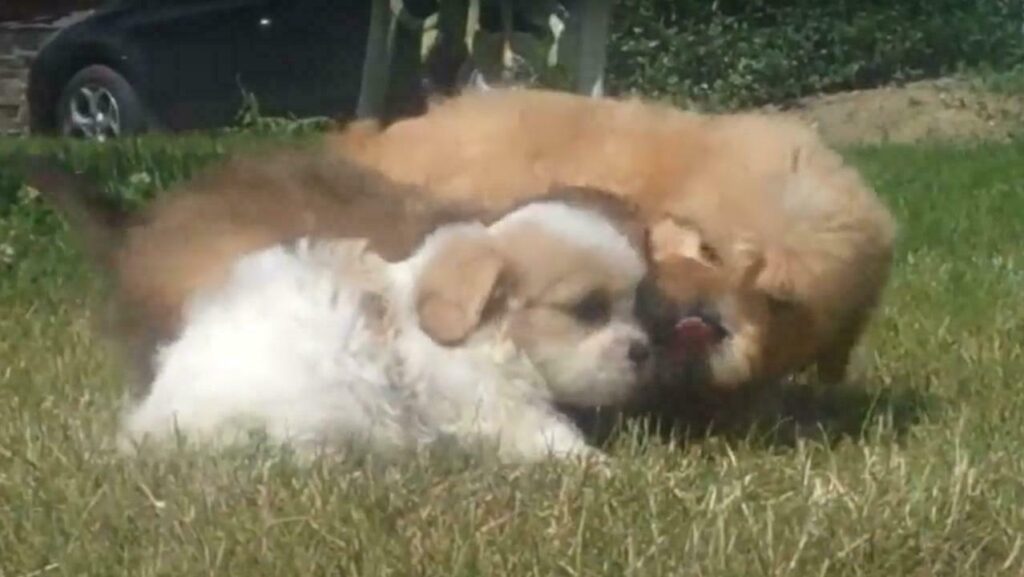 Cavaton Puppies