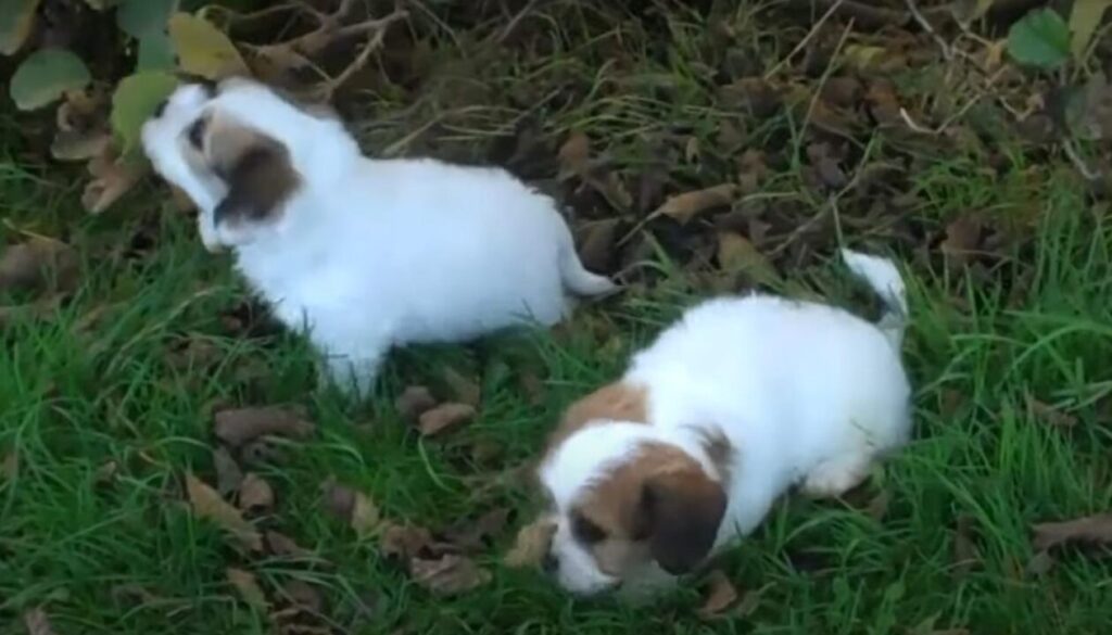 Cavaton Puppies For Sale