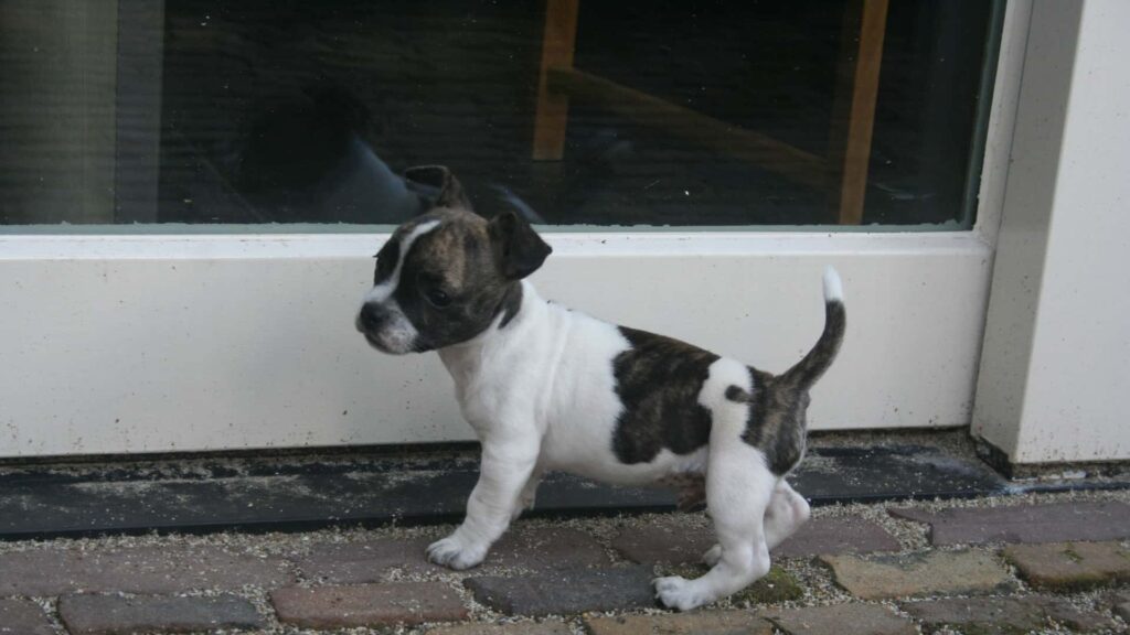 Chibull Puppy
