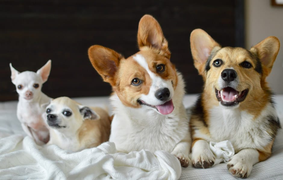 Chihuahua And Corgi Breed