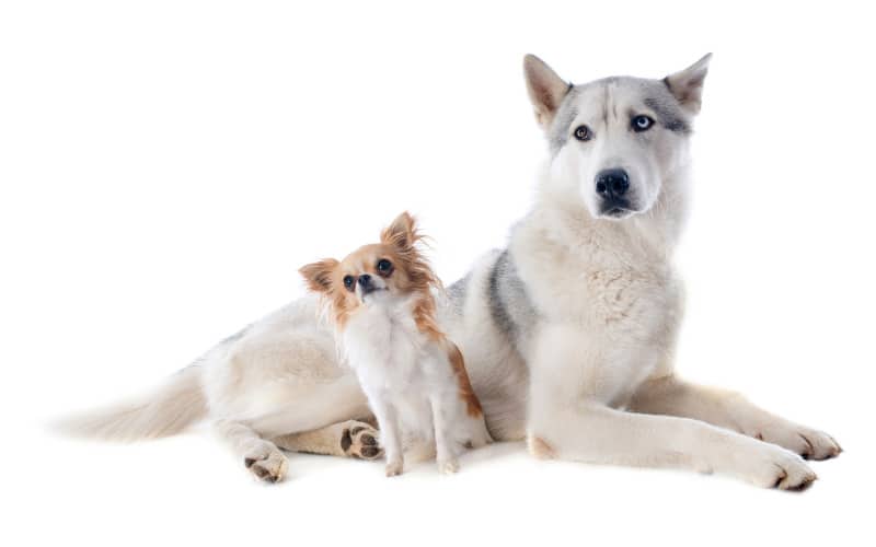Chihuahua And Husky Together