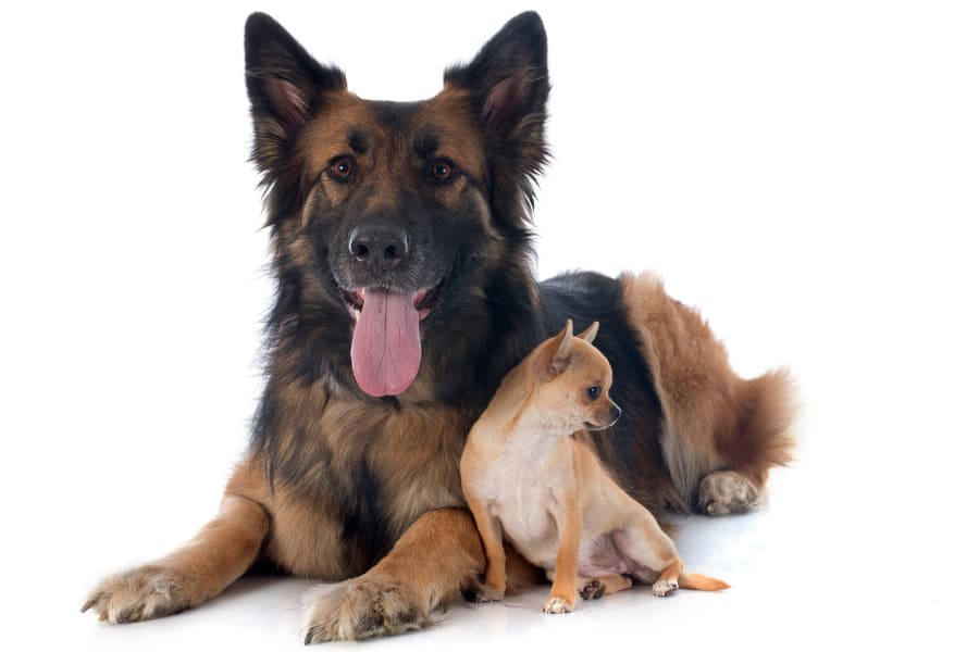 Chihuahua German Shepherd Mix