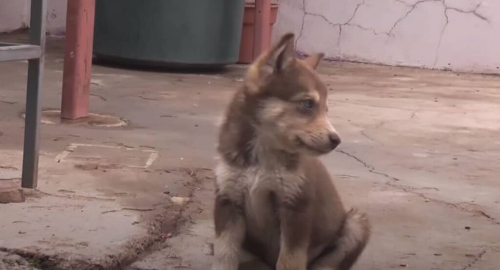 Chihuahua Husky Mix