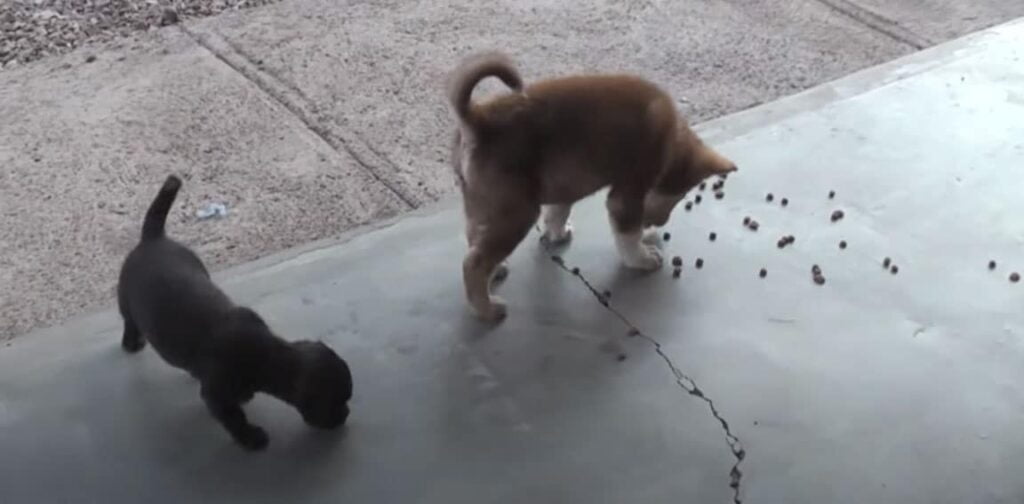 Chihuahua Husky Mix Puppies