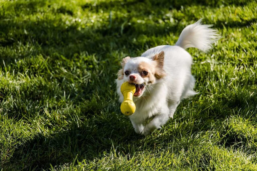 Chihuahua Invisible Dog Fence
