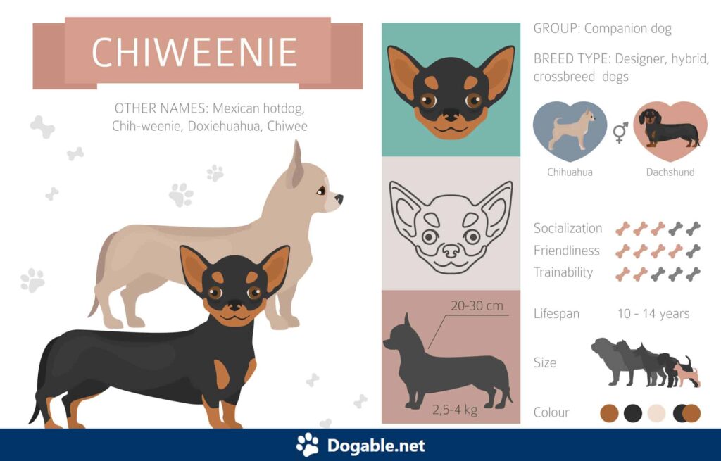 Chihuahua Dachshund Mix aka Chiweenie