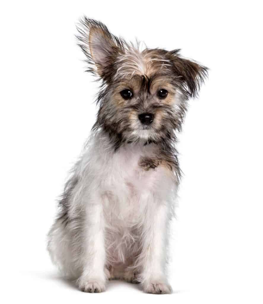 Chorkie Breed