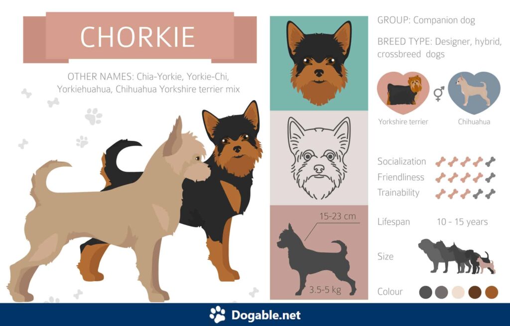 Chorkie Infographic