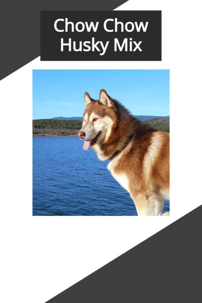 Chow Chow Husky Mix Pin