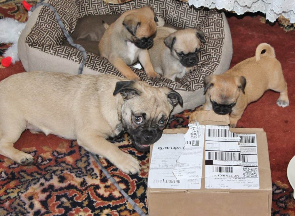 Chugs Playing