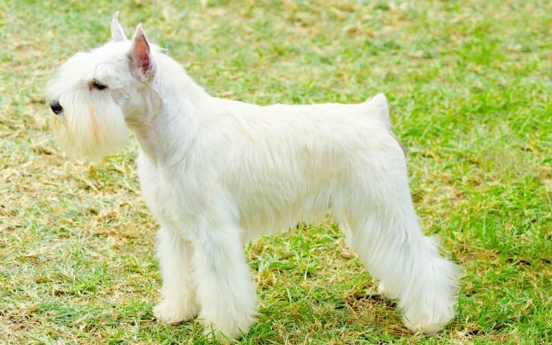 Clean White Schnauzer