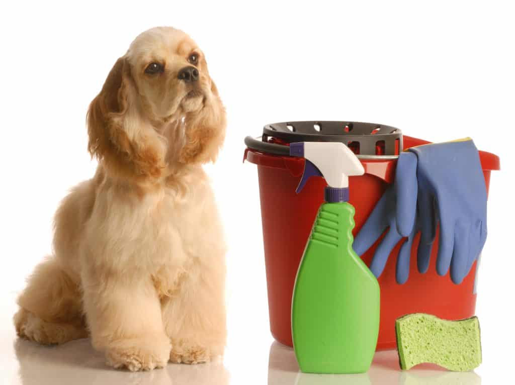 Cleaning Up After Dog Pees On Bed