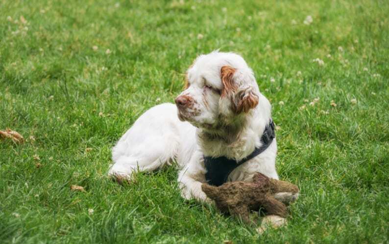 Clumber Spaniel Puppy For Sale