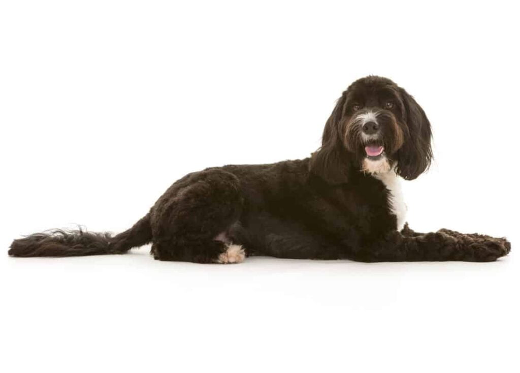 Cockapoo