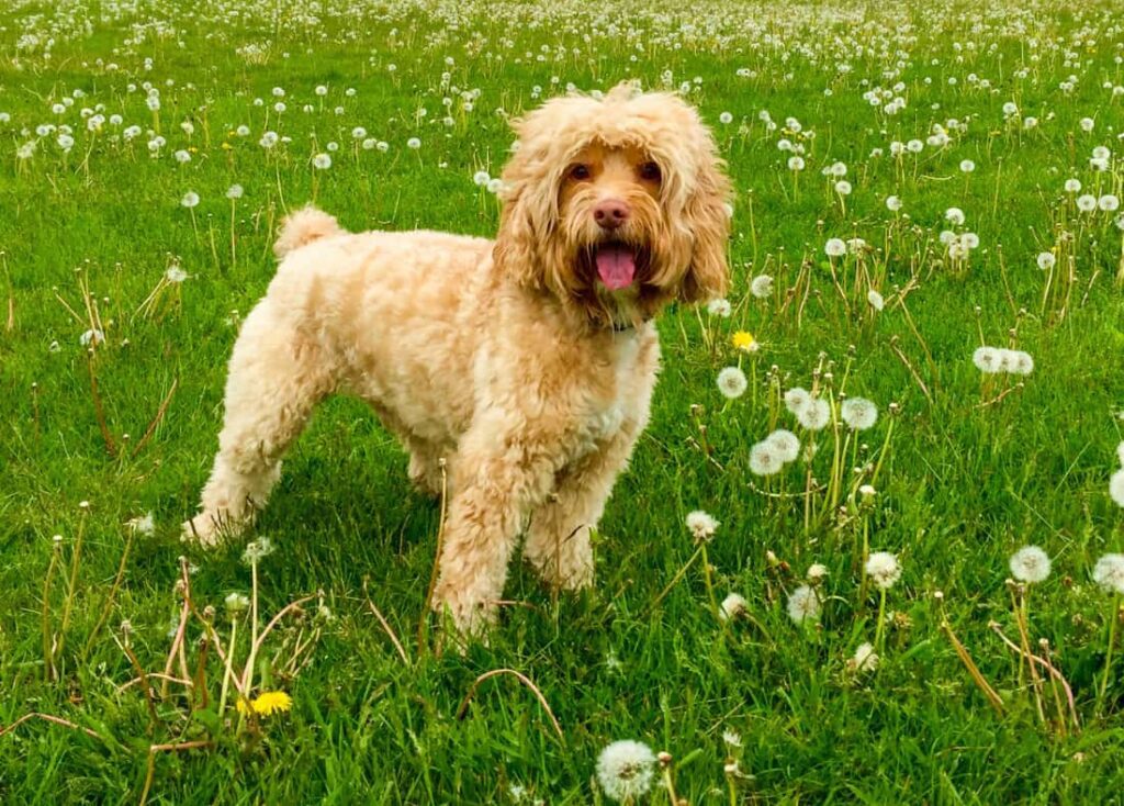 Cockapoo Puppy