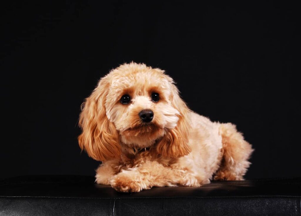 Cocker Spaniel Poodle Mix Puppy