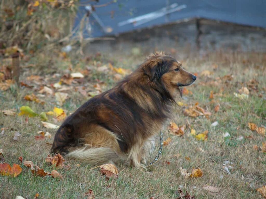 Collie Sitting