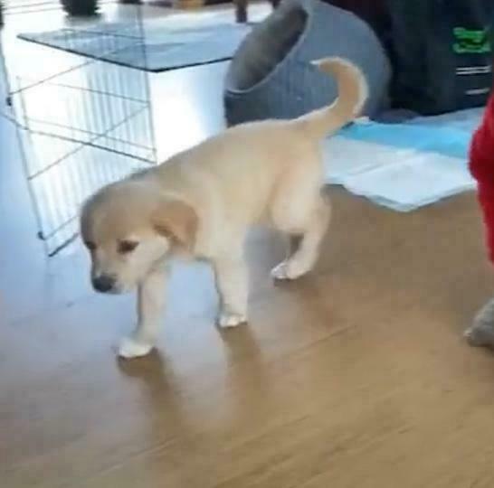 Coltriever Puppy For Sale