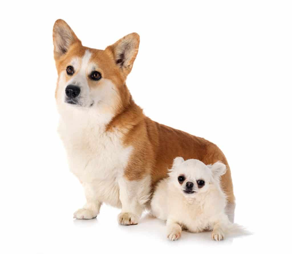 Corgi And Chihuahua Together