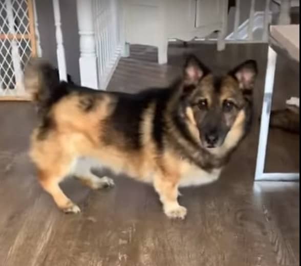 Corgi German Shepherd Mix
