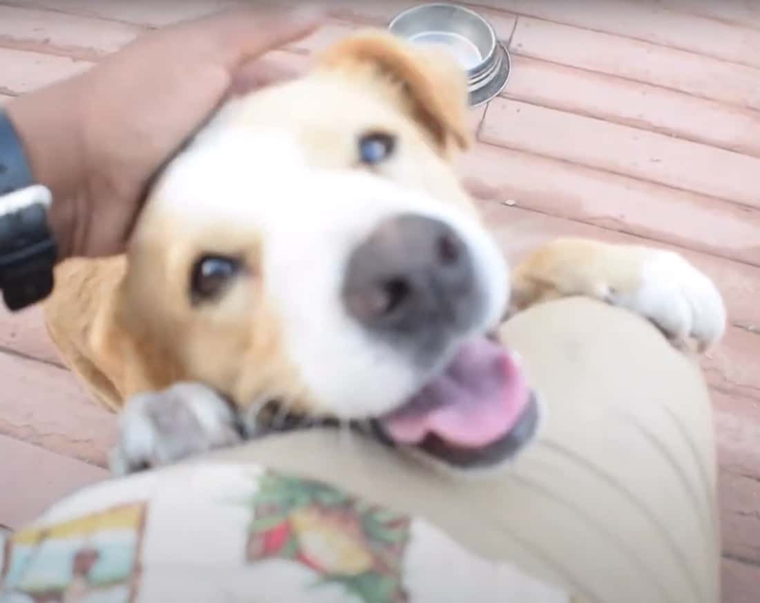 Corgi Pit