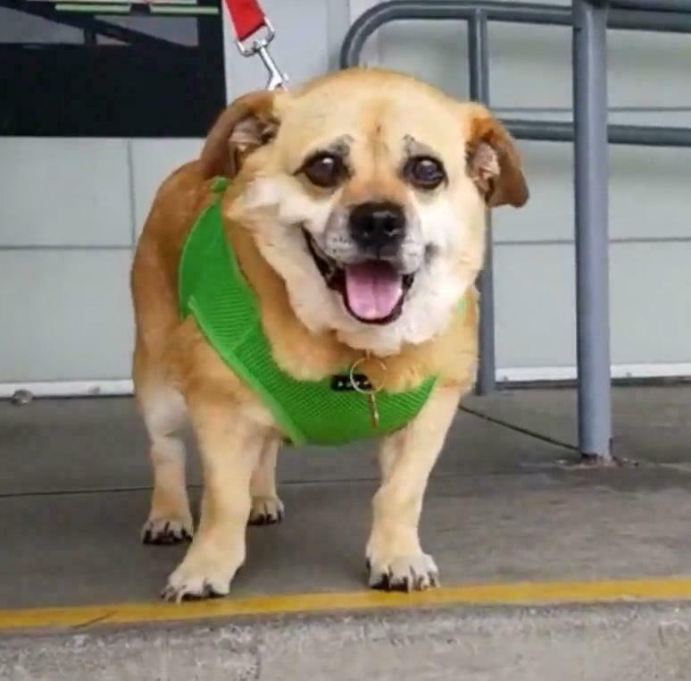 Corgi Pug Mix