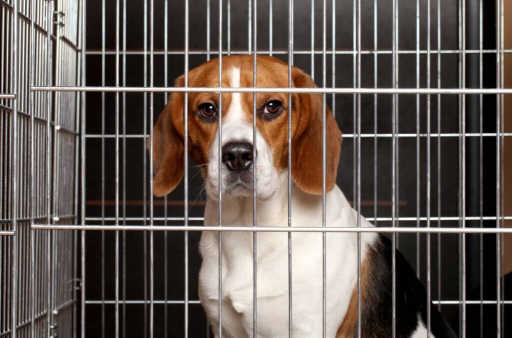 Crate Training