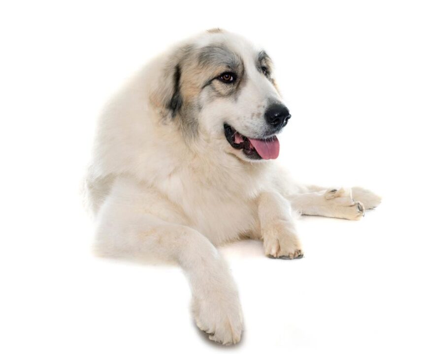 Cute Pyrenean Mastiff