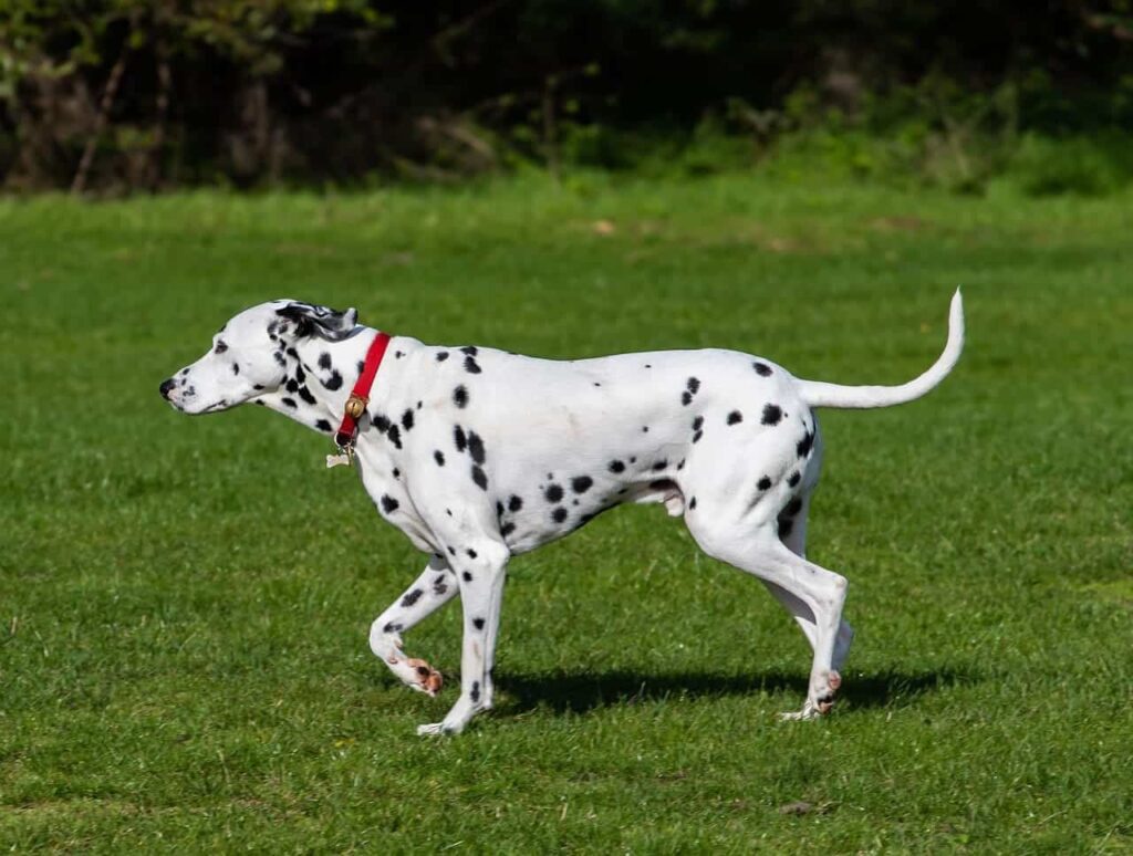 Dalmation