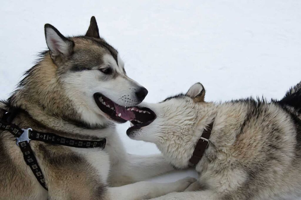 Alaskan Malamute