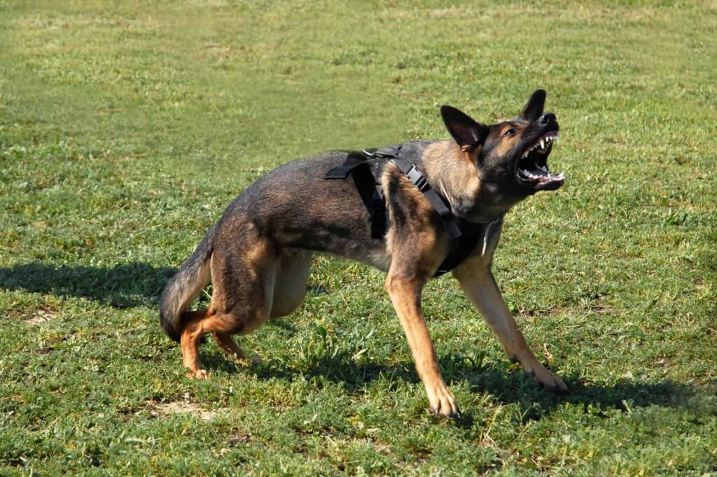 German Shepherd