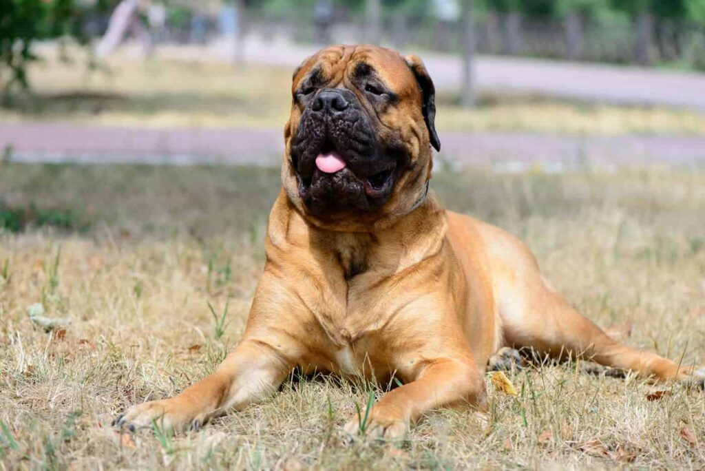 Bullmastiff
