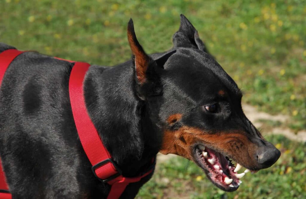 Doberman Pinscher