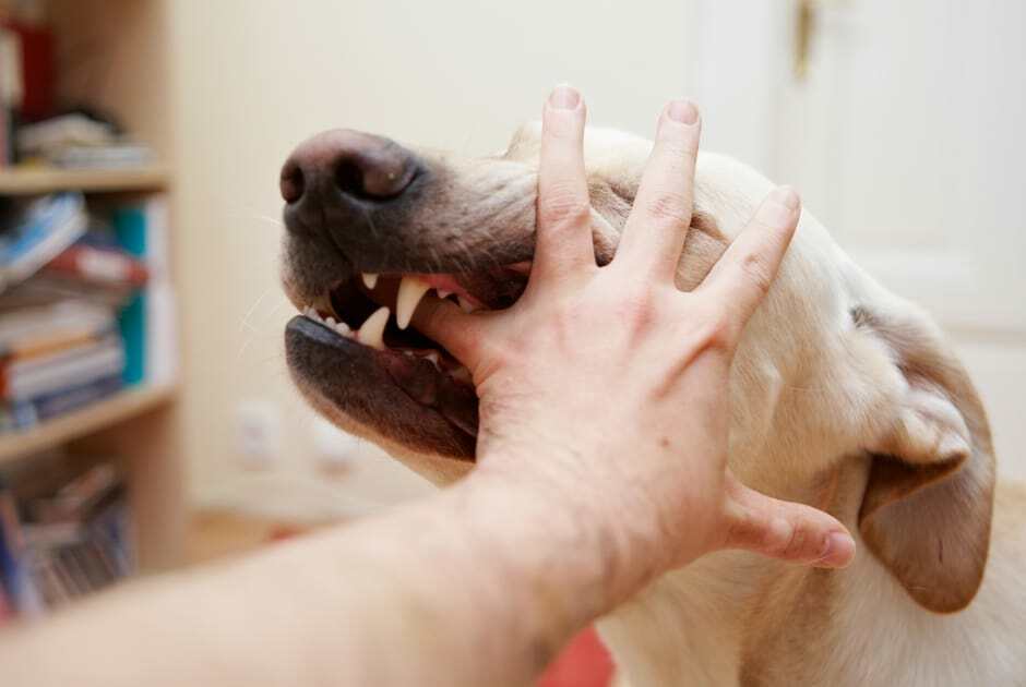 Discipline A Dog That Snaps At You