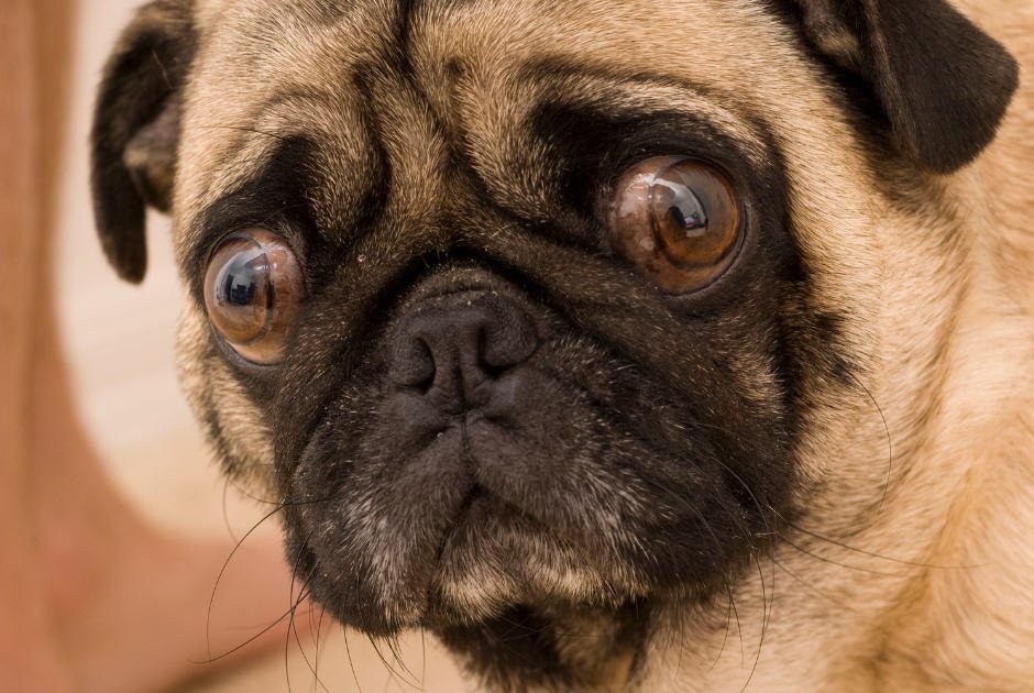 Discipline Dog With Anxiety
