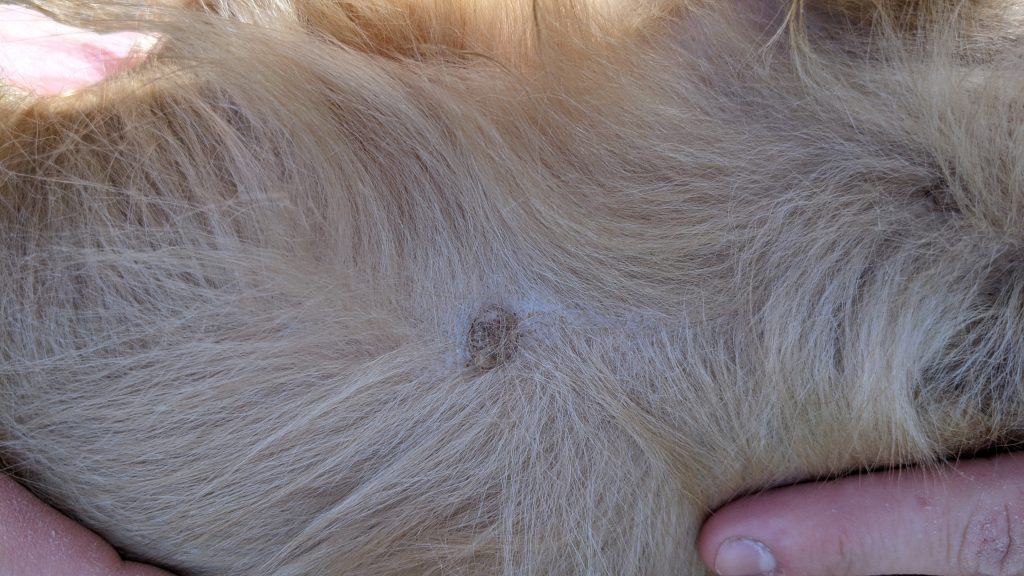 Do Male Dogs Have Nipples