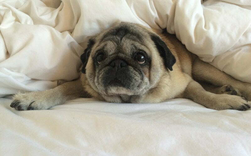 Do Pugs Shed