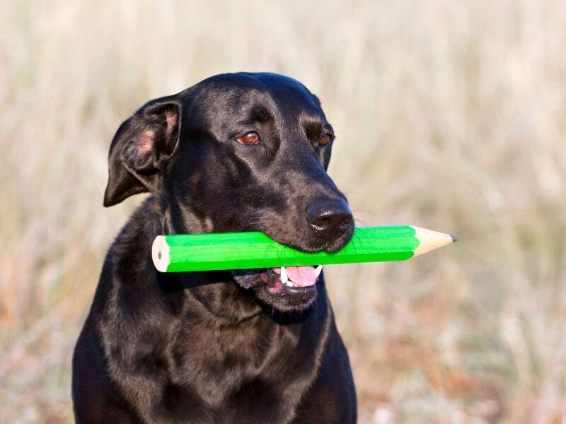 Dog Ate Pencil