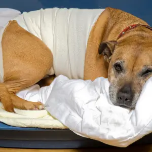 Dog with bandage around his torso