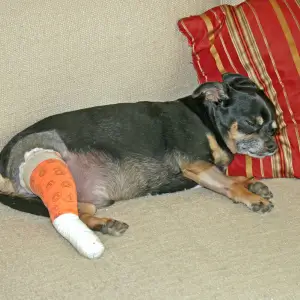 Chihuahua with cast on rear leg