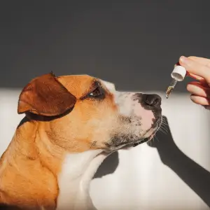 Dog taking CBD oil