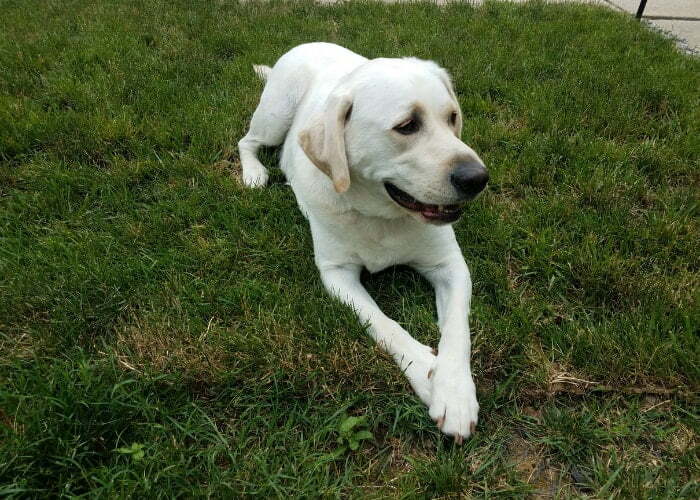 Dog Crossing Paws