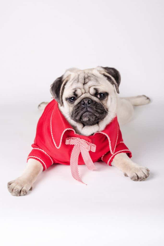 Dog Dress Up