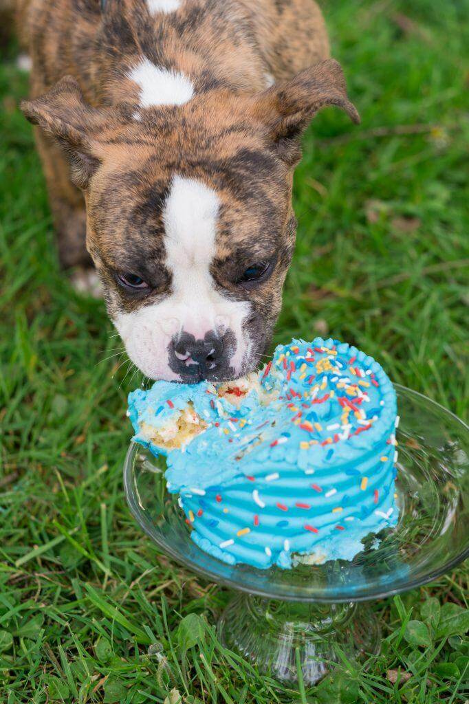 Dog Eat Sprinkles