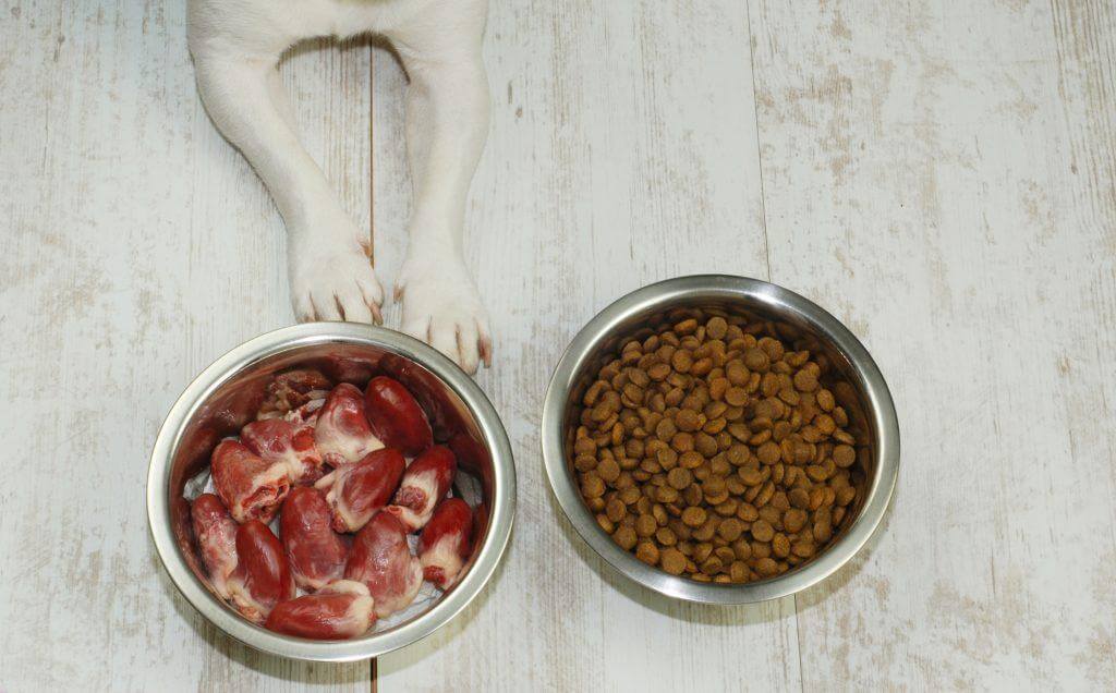 Dog Eating Chicken Hearts