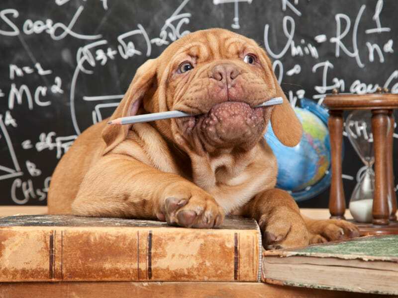 Dog Eating Pencil