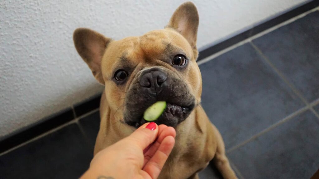 Dog Eating Cucumber