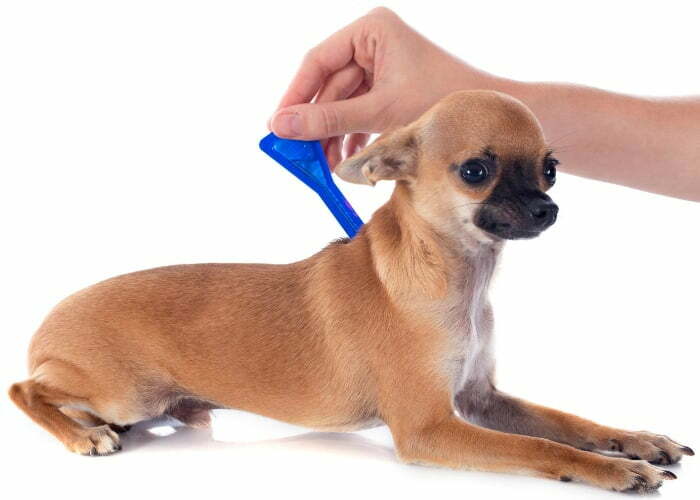 Dog Flea Medication