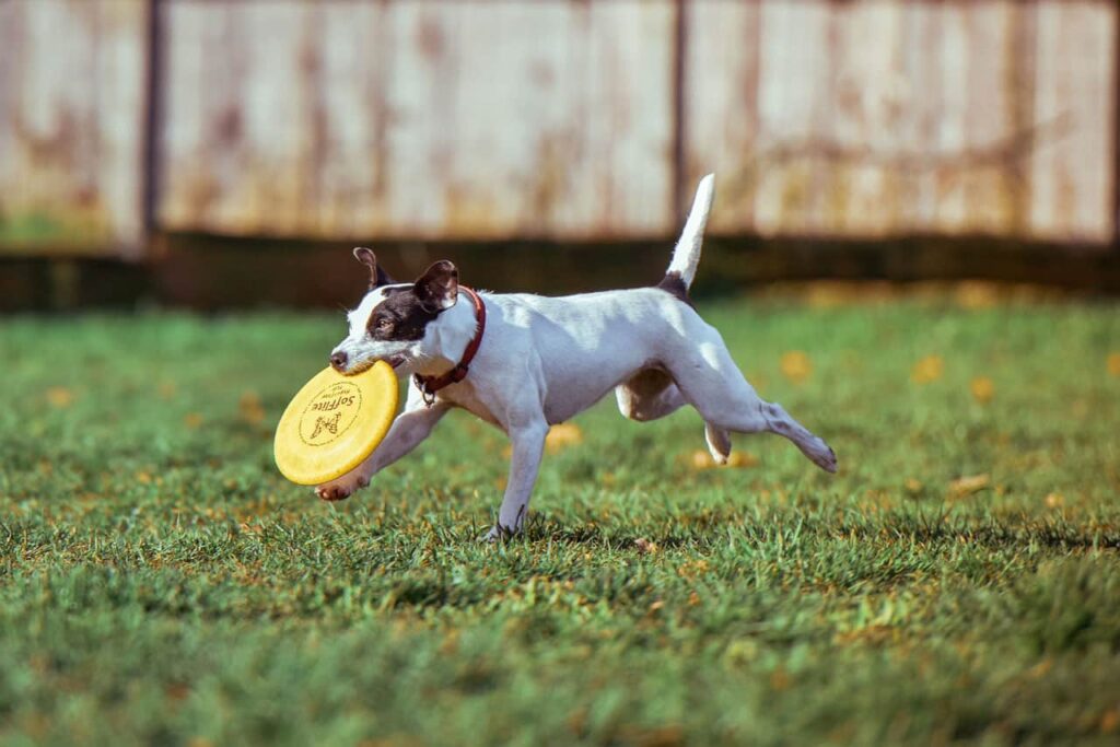 Dog Playing